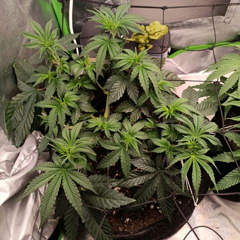 Impecable  growlog timeline photo