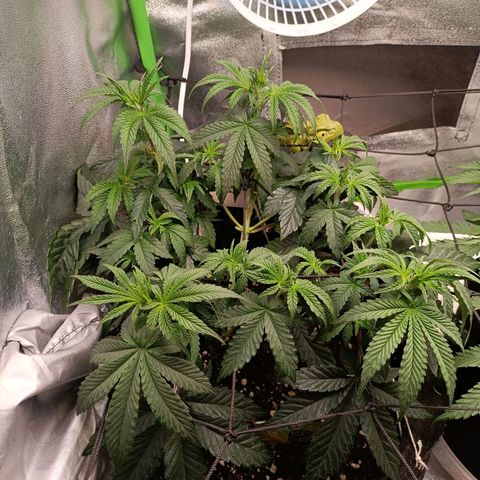 Impecable  growlog timeline photo