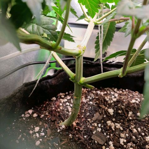 Impecable  growlog timeline photo