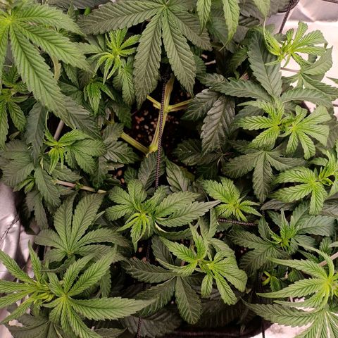 Impecable  growlog timeline photo