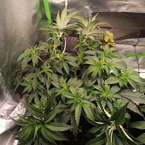 Impecable  growlog timeline photo