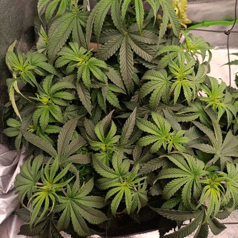 Impecable  growlog photo: Antes da defoliação do flip