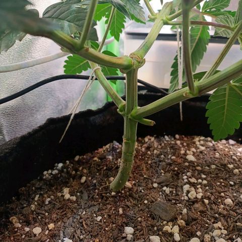 Impecable  growlog photo: Antes da defoliação do flip
