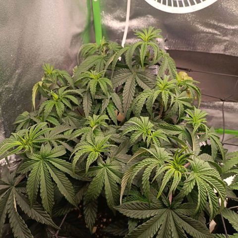 Impecable  growlog photo: Antes da defoliação do flip