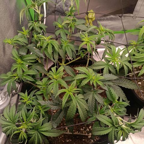 Impecable  growlog photo: Pós defoliação 