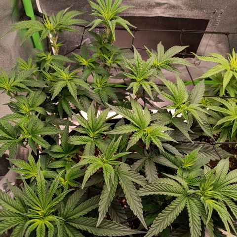Impecable  growlog timeline photo