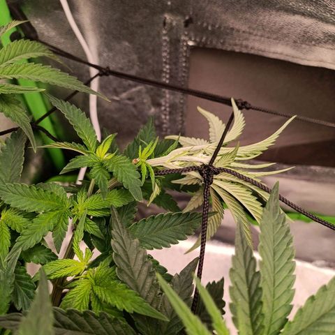 Impecable  growlog photo: Uma planta com crescimento forte e vigoroso,ocupou toda a parte que havia planejado no grow
