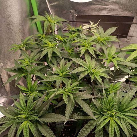 Impecable  growlog photo: Uma planta com crescimento forte e vigoroso,ocupou toda a parte que havia planejado no grow