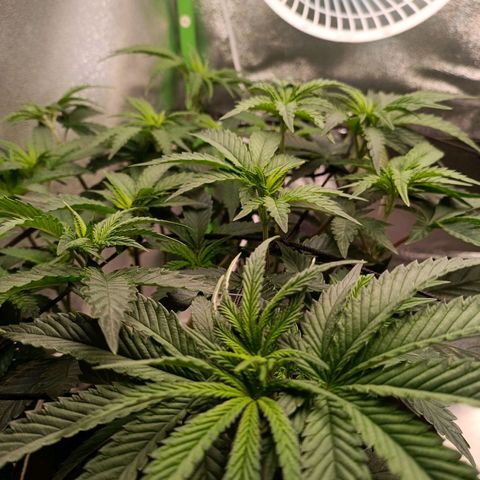 Impecable  growlog timeline photo