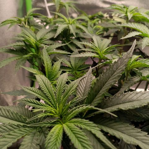 Impecable  growlog timeline photo