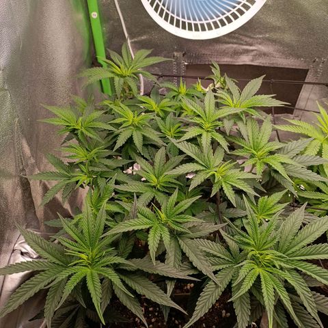 Impecable  growlog timeline photo
