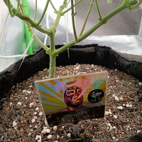 Impecable  growlog timeline photo