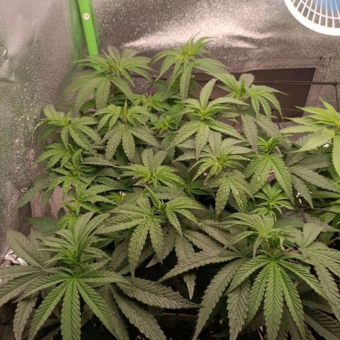 Impecable  growlog timeline photo