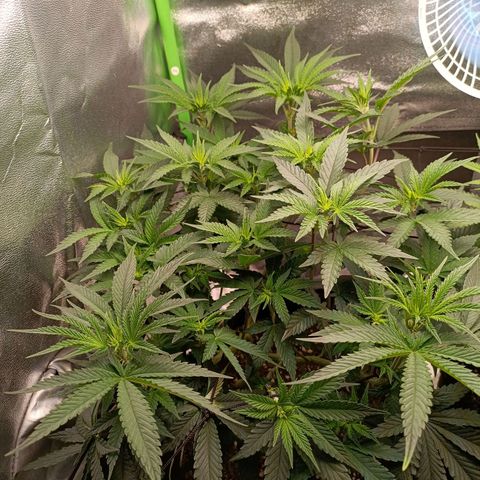Impecable  growlog timeline photo