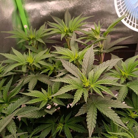 Impecable  growlog timeline photo