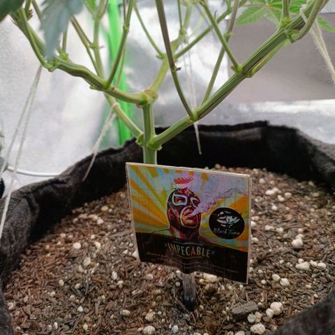 Impecable  growlog timeline photo
