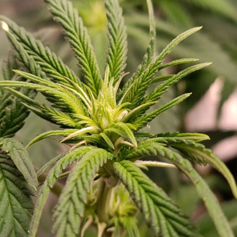 Impecable  growlog timeline photo