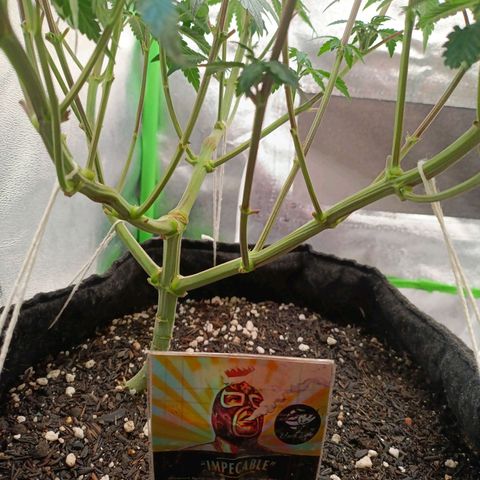 Impecable  growlog timeline photo