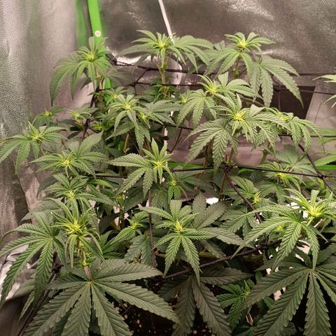 Impecable  growlog timeline photo