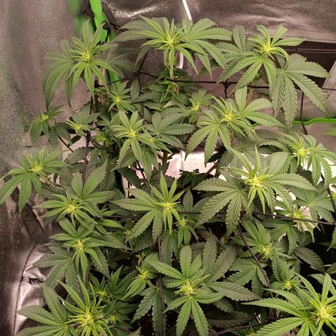 Impecable  growlog timeline photo