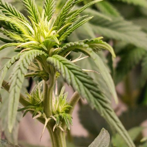 Impecable  growlog timeline photo