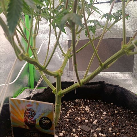 Impecable  growlog timeline photo