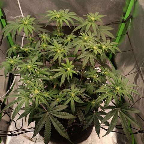 Impecable  growlog timeline photo