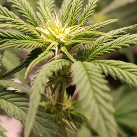 Impecable  growlog timeline photo