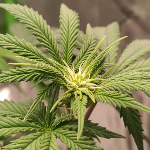 Impecable  growlog timeline photo