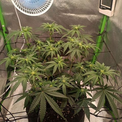Impecable  growlog timeline photo