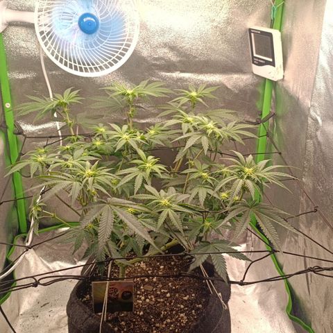Impecable  growlog photo: Antes SCROG