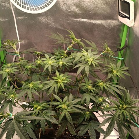 Impecable  growlog photo: Depois SCROG