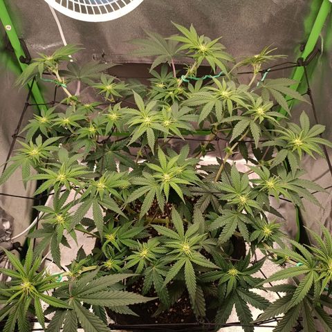Impecable  growlog timeline photo