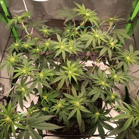 Impecable  growlog timeline photo