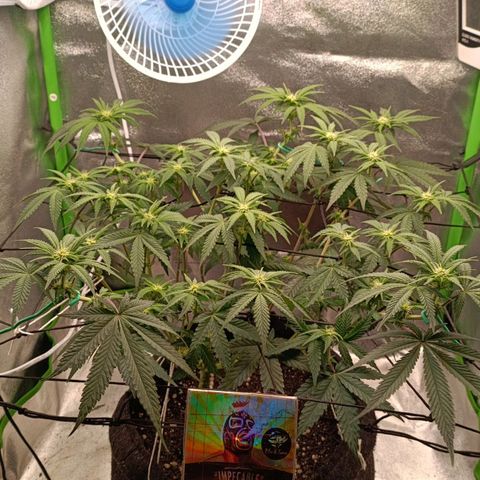 Impecable  growlog timeline photo