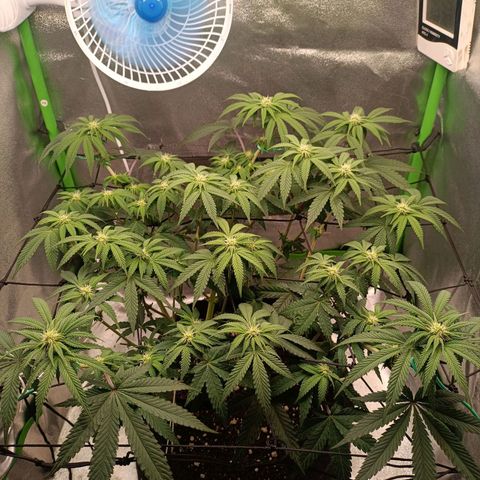 Impecable  growlog timeline photo