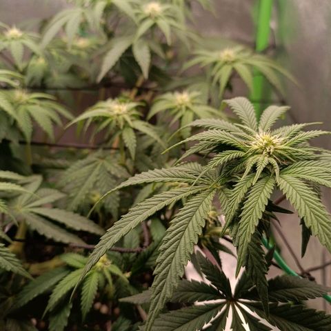 Impecable  growlog timeline photo