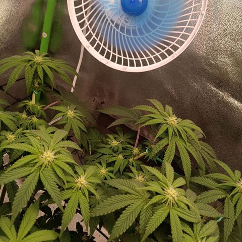 Impecable  growlog timeline photo