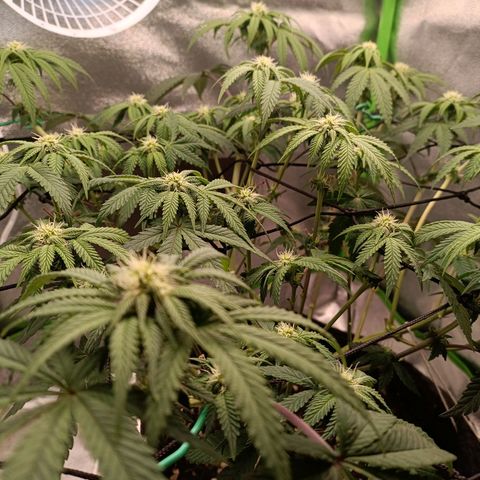 Impecable  growlog timeline photo