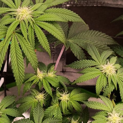 Impecable  growlog timeline photo