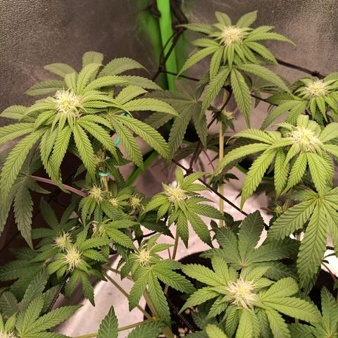 Impecable  growlog timeline photo