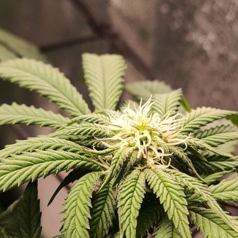 Impecable  growlog timeline photo