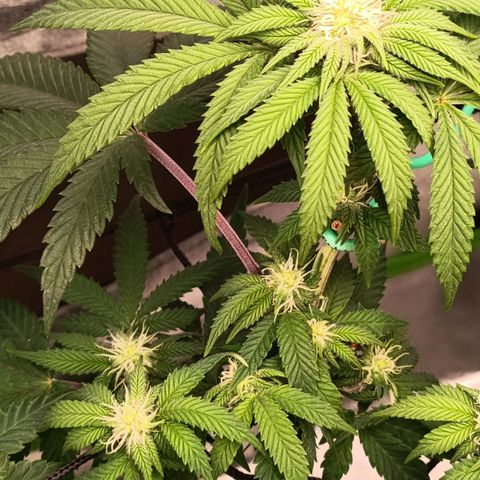 Impecable  growlog timeline photo