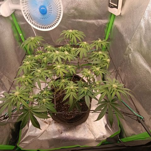 Impecable  growlog timeline photo