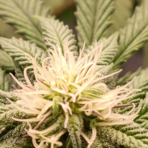 Impecable  growlog timeline photo