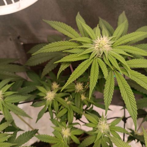 Impecable  growlog timeline photo