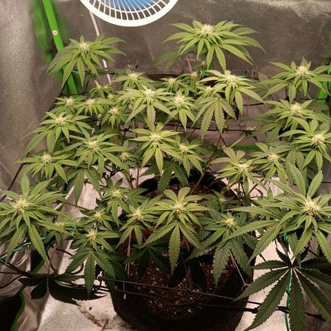 Impecable  growlog timeline photo