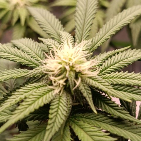 Impecable  growlog timeline photo