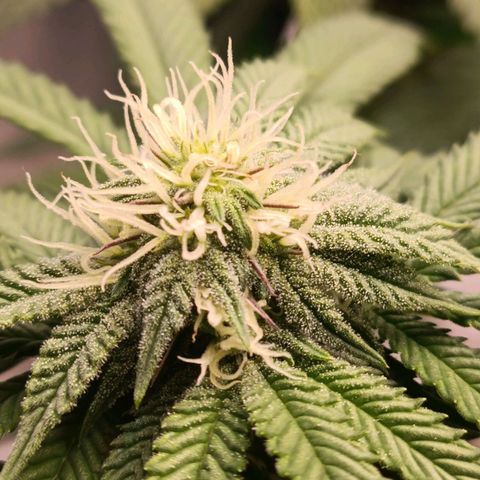 Impecable  growlog timeline photo