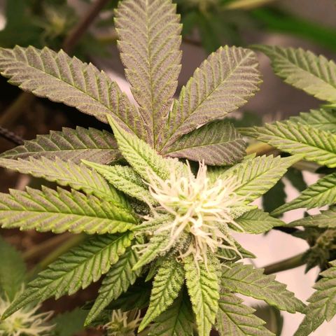 Impecable  growlog timeline photo